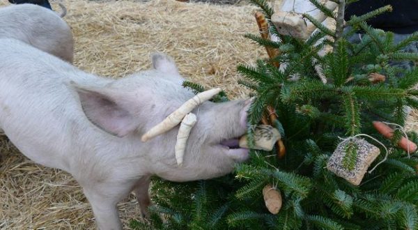 Pig Christmas Party 2018