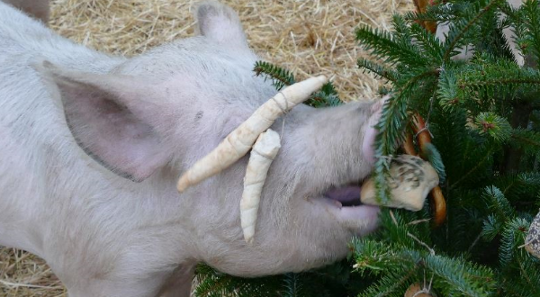PIG CHRISTMAS PARTY