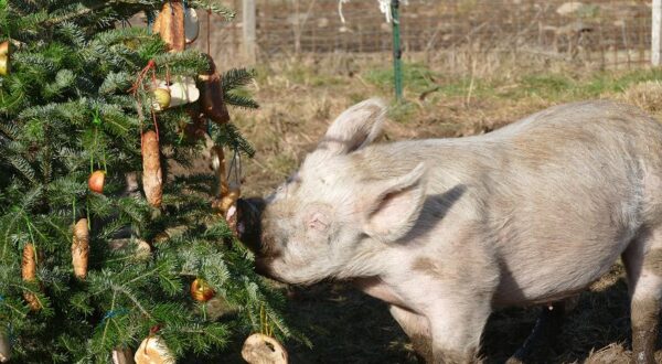 PIG CHRISTMAS PARTY 2024