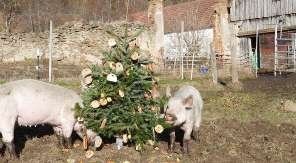 WEIDEBESUCHE und PIG CHRISTMAS PARTY 2025